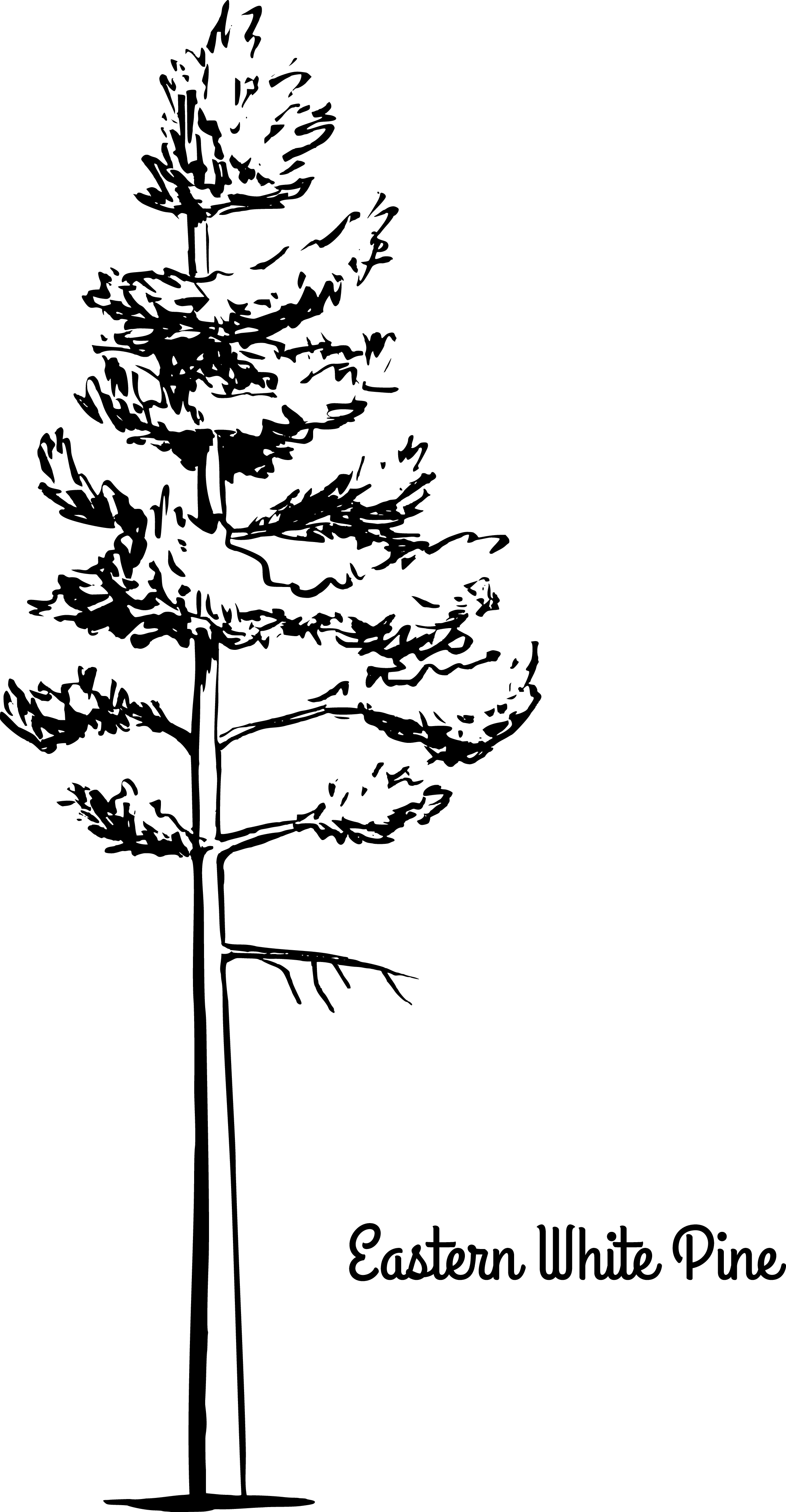 Pen-and-ink illustration of a tall pine tree